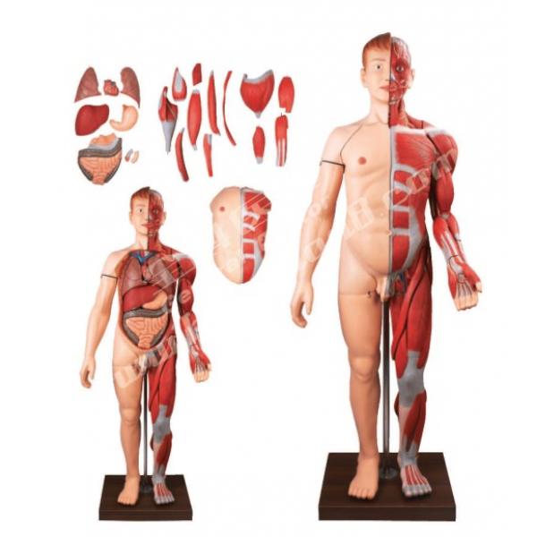 人体全身层次肌肉附内脏模型