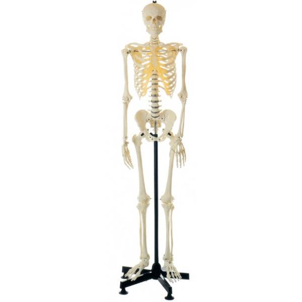 全身骨骼模型85cm模型