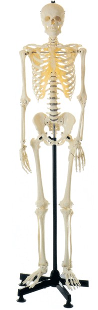 全身骨骼模型85cm模型